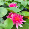 Attraction Water Lily (Nymphaea ‘Attraction’)