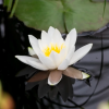 Nymphaea Gladstoniana: The Perfect Addition to Your Small Pond