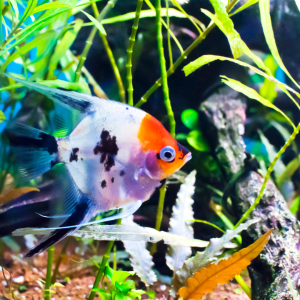 Koi Angelfish from Little Fish Aquatics