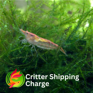 This shipping option is strictly for invertebrates including marine clean up crew and freshwater shrimp orders