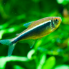 Black neon fish for tropical tanks