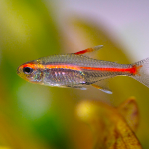 Glowlight tetra (3cm) fish for tropical tanks