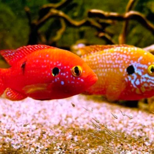 Jewel cichlid tropical fish