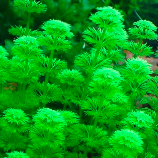 Limnophila sessiflora plant for tropical fish tank