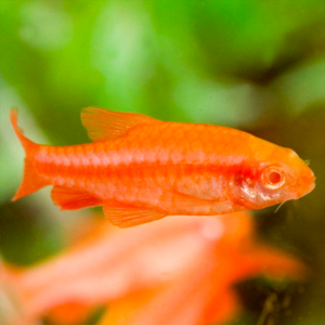 Male albino cherry barb (2.5cm) tropical fish.