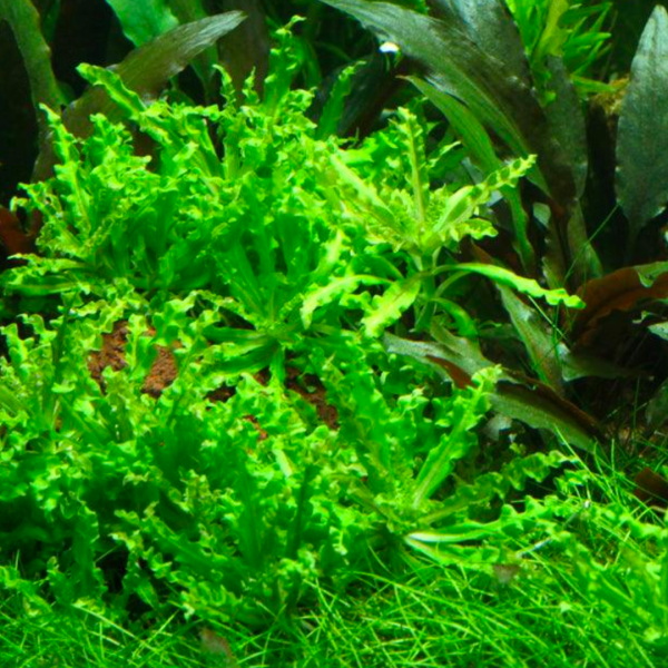 Pogostemon helferi tropical fish tank plant
