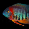 Red shoulder severums (4cm) fish from Little fish Aquatics