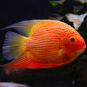 Red spotted severums (6cm)